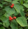 Hawthorne Crataegus oxyacantha+C monogyna